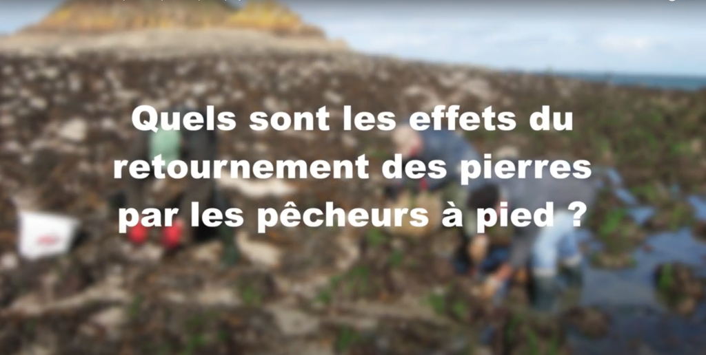 Image de remplacement pour la vidéo : <p>Effet du retournement des pierres – pêche à pied – projet LIFE</p>
