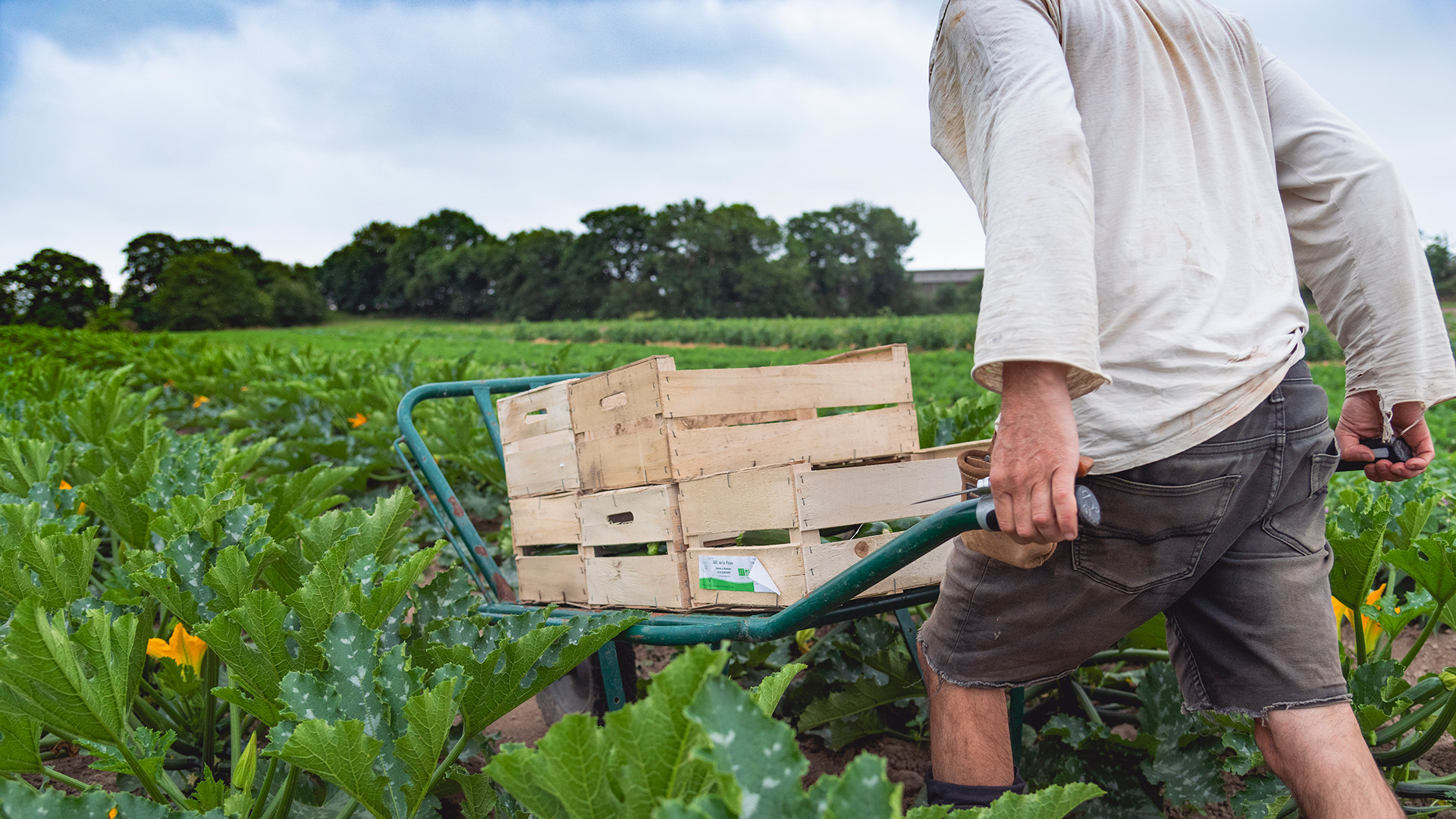 GAEC la pâture de Guérande Maraicher 2025 Photo Guillaume ARNAULT