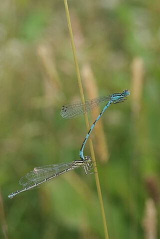 Agrions de Mercure en couple